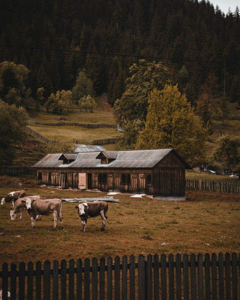 Ganadería Sierra Viva, S.L.
