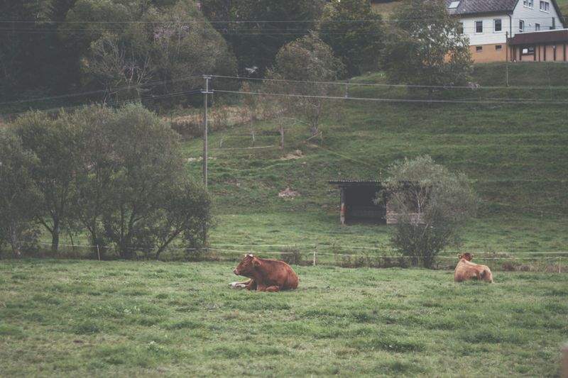 Engorde y cebo de animales