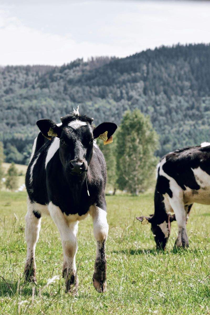 Comercialización de reses para carne